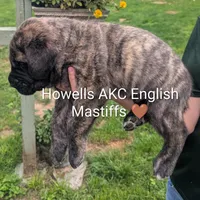 AKC Brown , a male English Mastiff for sale in Chenango Forks, NY – 2 of 10