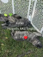 AKC Red, a male English Mastiff for sale in Chenango Forks, NY – 9 of 9