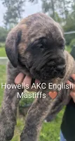 AKC Brown , a male English Mastiff for sale in Chenango Forks, NY – 4 of 10