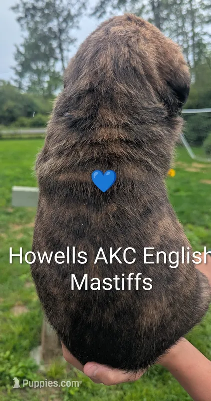 AKC Blue  – English Mastiff puppy for sale in Chenango Forks, NY