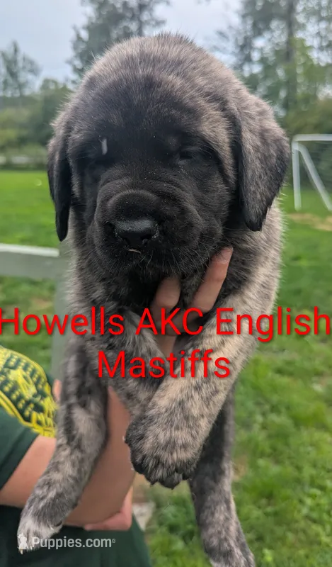AKC Red – English Mastiff puppy for sale in Chenango Forks, NY