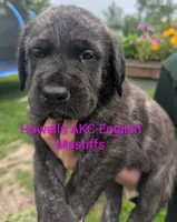AKC Pink , a female English Mastiff for sale in Chenango Forks, NY – 2 of 10
