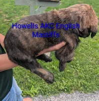 AKC Blue , a male English Mastiff for sale in Chenango Forks, NY – 3 of 10