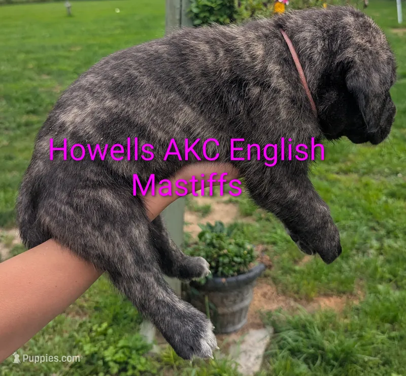 AKC Pink  – English Mastiff puppy for sale in Chenango Forks, NY