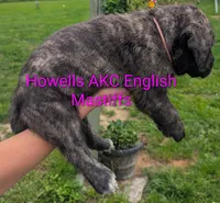 AKC Pink , a female English Mastiff for sale in Chenango Forks, NY – 1 of 10
