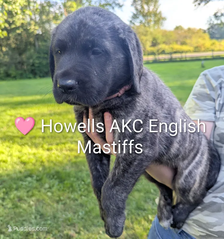 AKC Pink  – English Mastiff puppy for sale in Chenango Forks, NY