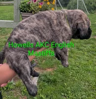 AKC Lime green, a female English Mastiff for sale in Chenango Forks, NY – 5 of 7