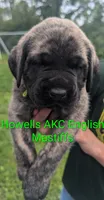 AKC Lime green, a female English Mastiff for sale in Chenango Forks, NY – 2 of 7