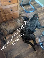 AKC Lime green, a female English Mastiff for sale in Chenango Forks, NY – 7 of 7