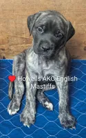 Red, a female English Mastiff for sale in Chenango Forks, NY – Photo 1 of 5
