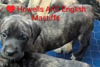 Red, a female English Mastiff for sale in Chenango Forks, NY – Photo 3 of 5