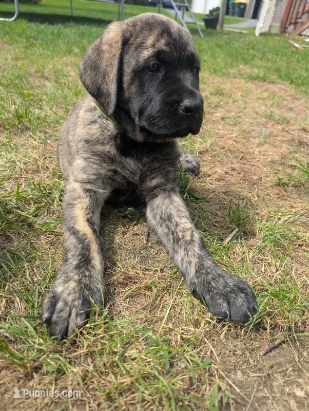 AKC Lime green – English Mastiff puppy for sale in Chenango Forks, NY