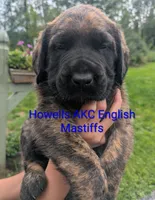 AKC Blue , a male English Mastiff for sale in Chenango Forks, NY – 6 of 10