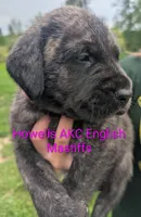 AKC Pink , a female English Mastiff for sale in Chenango Forks, NY – 4 of 10