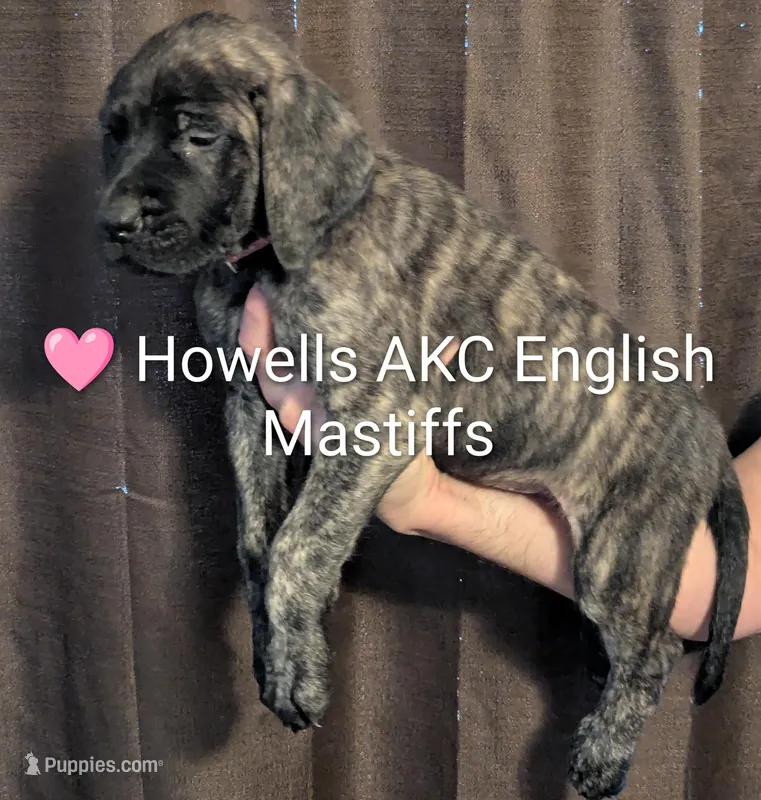 AKC Pink  – English Mastiff puppy for sale in Chenango Forks, NY