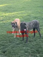 AKC Pink , a female English Mastiff for sale in Chenango Forks, NY – Photo 5 of 5