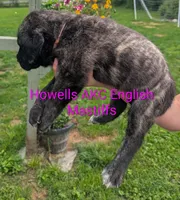 AKC Pink , a female English Mastiff for sale in Chenango Forks, NY – 6 of 10