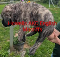AKC Red, a male English Mastiff for sale in Chenango Forks, NY – 3 of 9