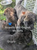 AKC Blue , a male English Mastiff for sale in Chenango Forks, NY – 5 of 10