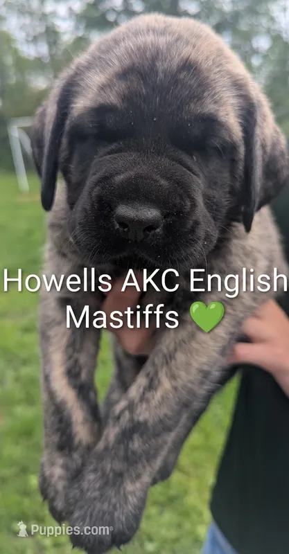 AKC Lime green – English Mastiff puppy for sale in Chenango Forks, NY