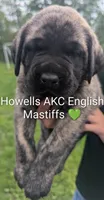 AKC Lime green, a female English Mastiff for sale in Chenango Forks, NY – 1 of 7