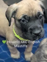 AKC Lime green, a female English Mastiff for sale in Chenango Forks, NY – Photo 1 of 5