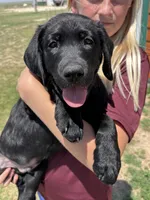 Lucas, a male Labrador Retriever for sale in Merino, CO – 1 of 1