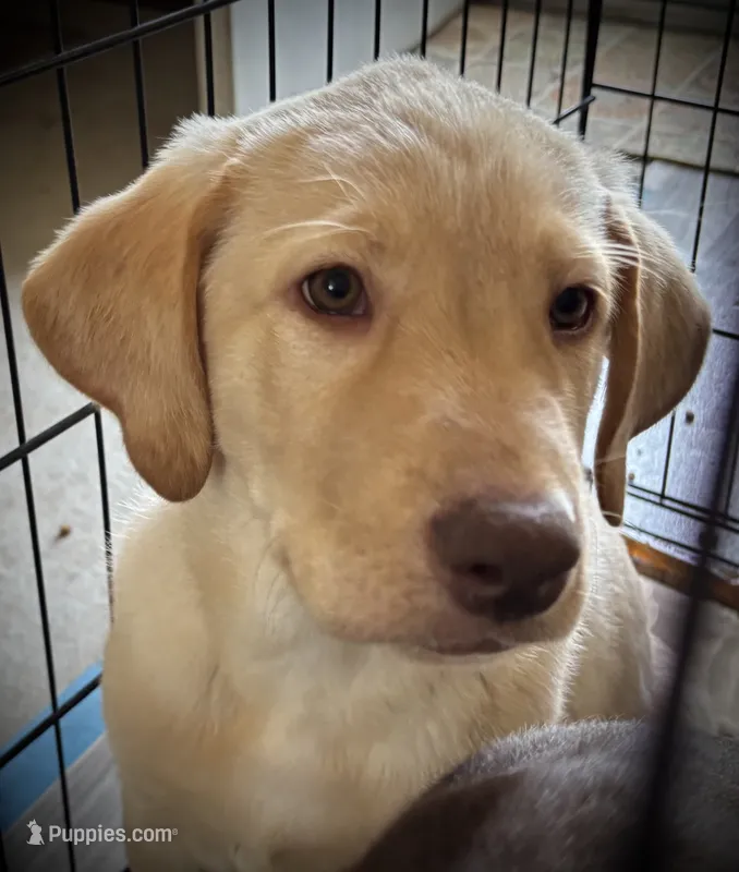Nelson – Labrador Retriever puppy for sale in Merino, CO
