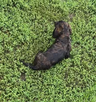 Romeo, a male Miniature Dachshund for sale in Boonville, MO – 3 of 9