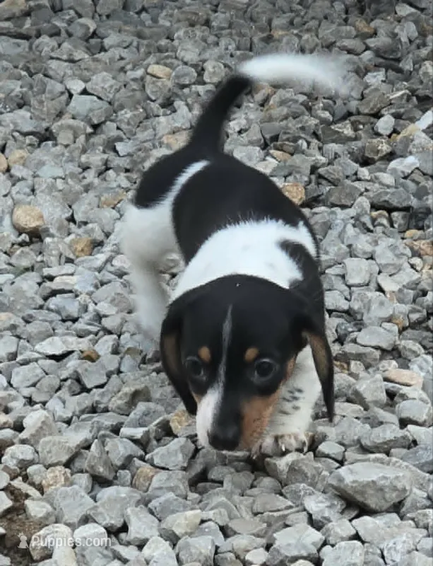 Sassy AKC/Pet – Miniature Dachshund puppy for sale in Boonville, MO
