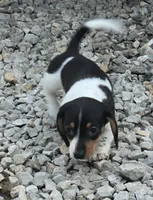 Sassy AKC/Pet, a female Miniature Dachshund for sale in Boonville, MO – 1 of 5