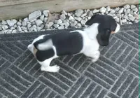 Sassy AKC/Pet, a female Miniature Dachshund for sale in Boonville, MO – 3 of 5