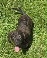 rare black brindle, a male Miniature Dachshund for sale in Boonville, MO – 4 of 6
