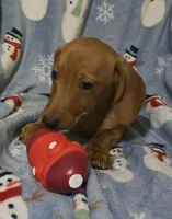 Jack, a male Miniature Dachshund for sale in Boonville, MO – Photo 1 of 4