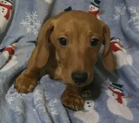 Jack, a male Miniature Dachshund for sale in Boonville, MO – Photo 2 of 4
