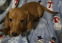 Jack, a male Miniature Dachshund for sale in Boonville, MO – Photo 3 of 4