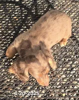 Paisley, a female Miniature Dachshund for sale in Boonville, MO – Photo 2 of 10