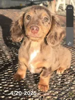 Paisley, a female Miniature Dachshund for sale in Boonville, MO – Photo 1 of 10