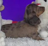 Paisley, a female Miniature Dachshund for sale in Boonville, MO – Photo 6 of 10