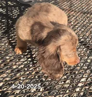 Paisley, a female Miniature Dachshund for sale in Boonville, MO – Photo 4 of 10