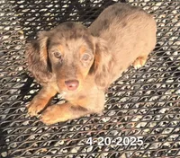 Paisley, a female Miniature Dachshund for sale in Boonville, MO – Photo 3 of 10