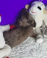 Paisley, a female Miniature Dachshund for sale in Boonville, MO – Photo 8 of 10