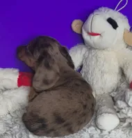 Paisley, a female Miniature Dachshund for sale in Boonville, MO – Photo 9 of 10