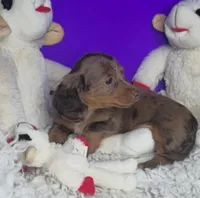 Paisley, a female Miniature Dachshund for sale in Boonville, MO – Photo 7 of 10