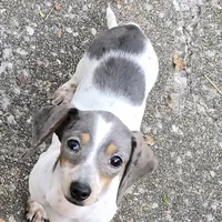 Petite Blue Dapple pie, a female Miniature Dachshund for sale in Boonville, MO – Photo 1 of 6