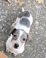 Petite Blue Dapple pie, a female Miniature Dachshund for sale in Boonville, MO – Photo 1 of 6