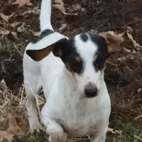 Petite Blue Dapple pie, a female Miniature Dachshund for sale in Boonville, MO – Photo 5 of 6