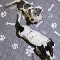 Petite Blue Dapple pie, a female Miniature Dachshund for sale in Boonville, MO – Photo 4 of 6