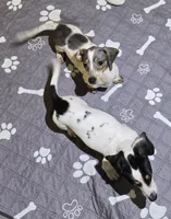 Petite Blue Dapple pie, a female Miniature Dachshund for sale in Boonville, MO – Photo 4 of 6