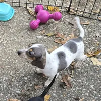 Petite Blue Dapple pie, a female Miniature Dachshund for sale in Boonville, MO – Photo 2 of 6